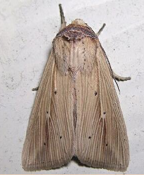 Adjutant Wainscot Moth