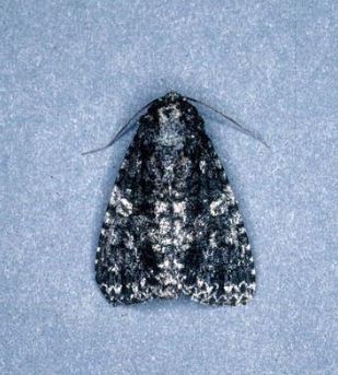 Afflicted Dagger Moth