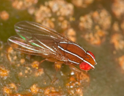 African Fig Fly
