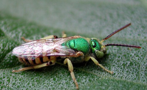 Agapostemon Sweat Bee