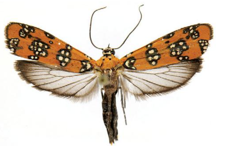 Ailanthus Webworm Moth