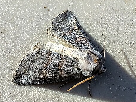 Alberta Lutestring Moth - Pestipedia