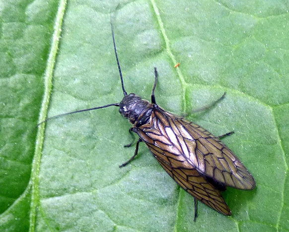 Alderflies
