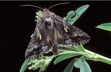 Alfalfa Looper Moth - Pestipedia