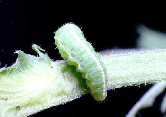 Alfalfa Weevils