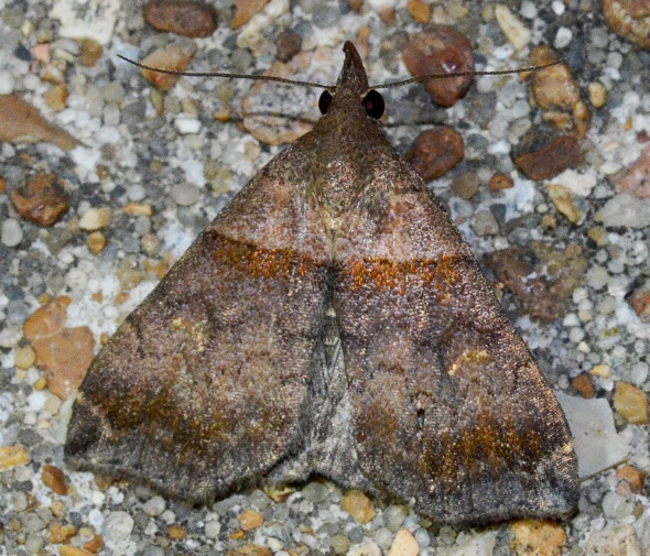 Ambiguous Moth - Pestipedia