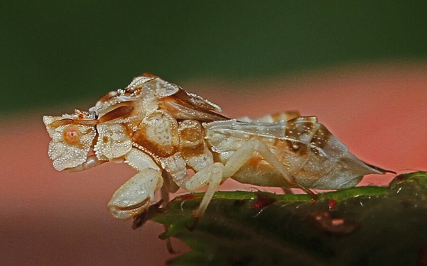 Ambush Bug - Pestipedia