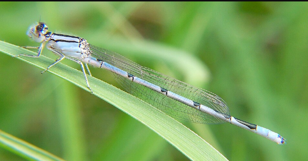 American Bluet Damselfly - Pestipedia