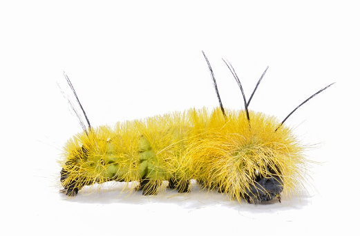 American Dagger Moth - Pestipedia