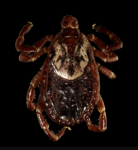 American Dog Tick