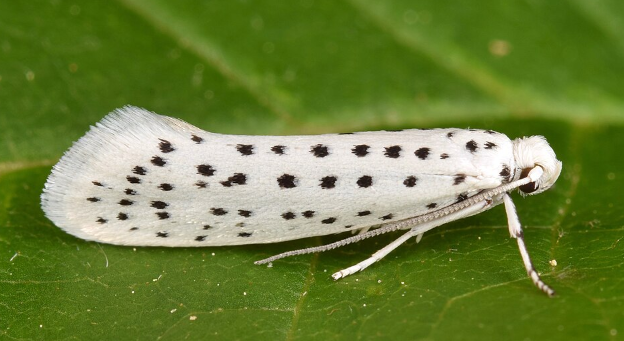American Ermine Moth - Pestipedia