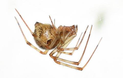 American House Spider - Pestipedia