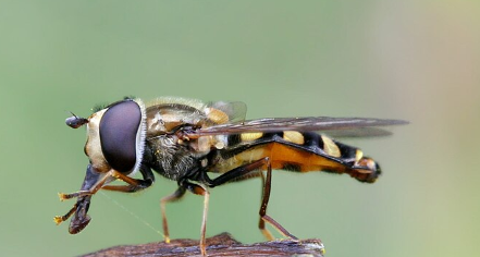 American Hover Fly - Pestipedia