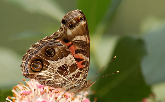American Lady Butterfly - Pestipedia