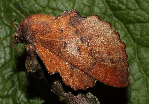 American Lappet Moth - Pestipedia