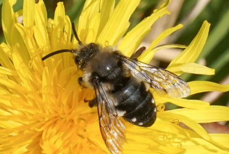 American Mourning Bee - Pestipedia