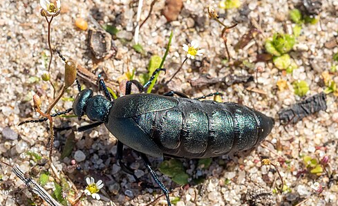 American Oil Beetle - Pestipedia