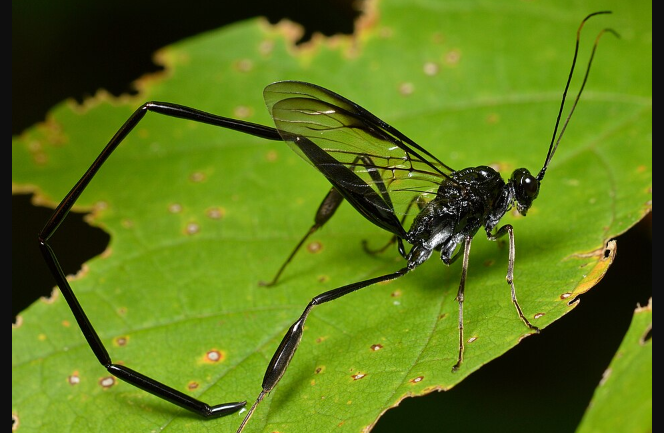 American Pelecinid Wasp - Pestipedia