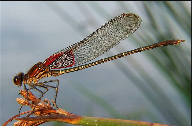 American Rubyspot Damselfly - Pestipedia