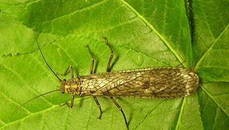 American Salmonfly - Pestipedia