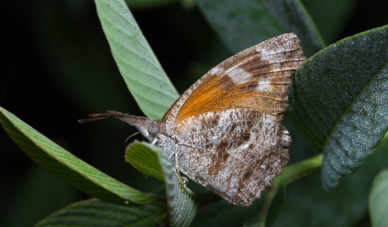 American Snout Butterfly - Pestipedia