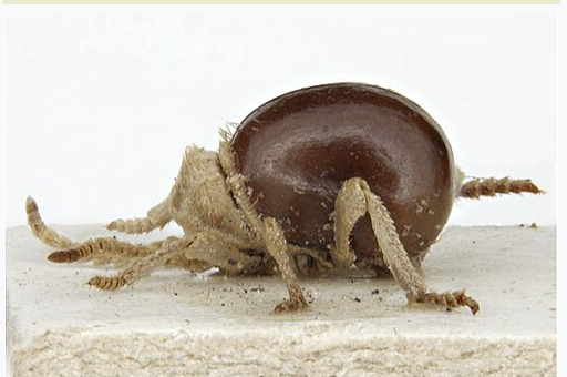 American Spider Beetles