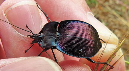 Andrews Snail-eating Beetle - Pestipedia