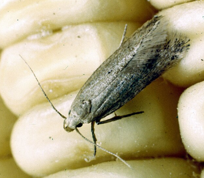 Angoumois Grain Moths