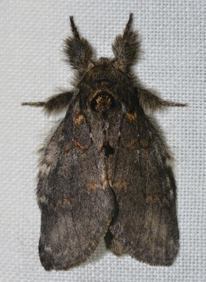 Angulose Prominent Moth - Pestipedia