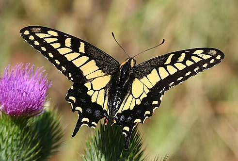 Anise Swallowtail Butterfly - Pestipedia