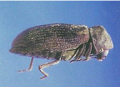 Anobiid Beetles