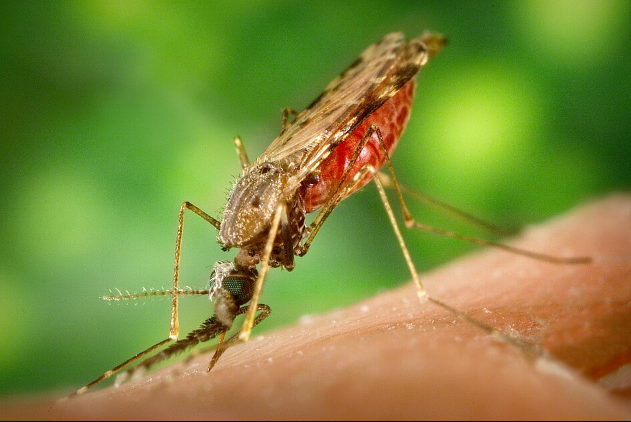 Anopheles Mosquitoes