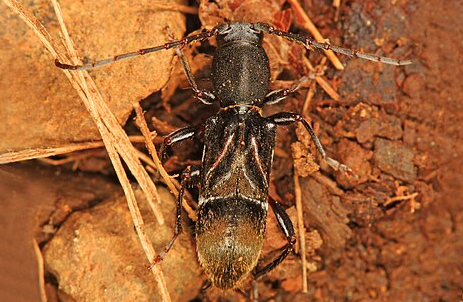 Ant-like Longhorn Beetle - Pestipedia