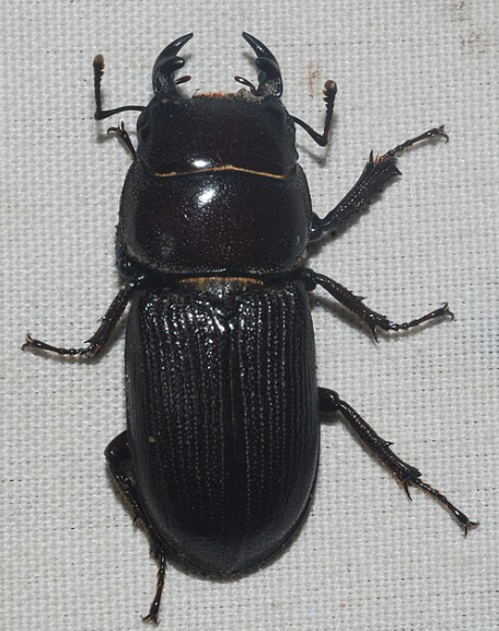 Antelope Beetle - Pestipedia