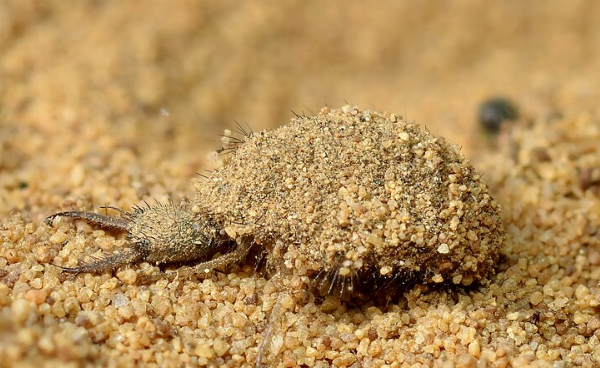 Antlion Larvae