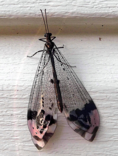 Antlion Glenarus gratus- Pestipedia