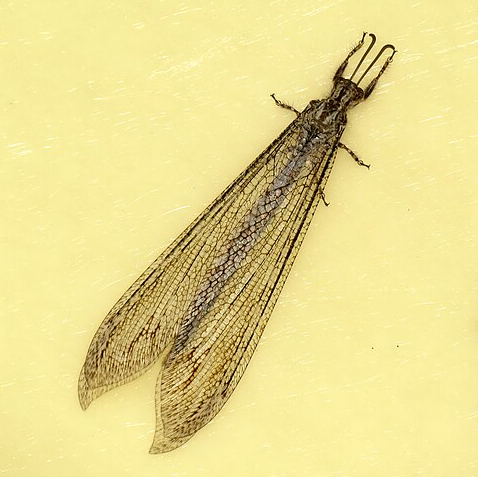 Antlion Vella fallax- Pestipedia
