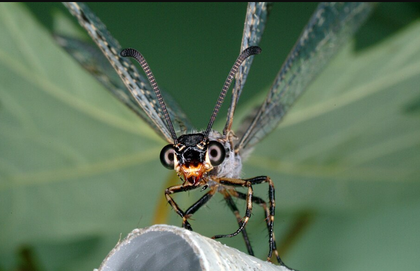 Antlion - Pestipedia