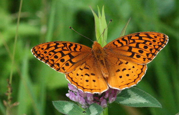 Aphrodite Fritillary Butterfly- Pestipedia