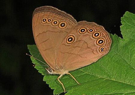Appalachian Brown Butterfly- Pestipedia
