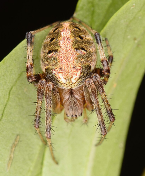 Arabesque Orbweaver- Pestipedia