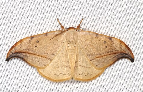 Arched Hooktip- Pestipedia