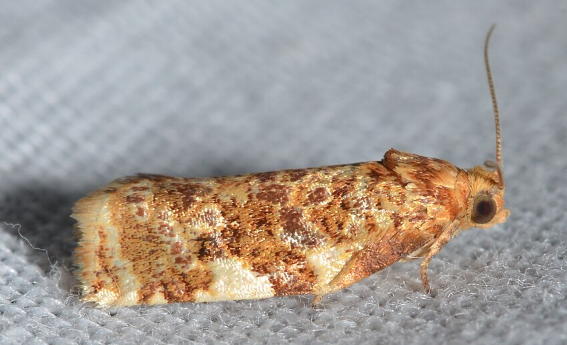 Archips Leafroller - Pestipedia