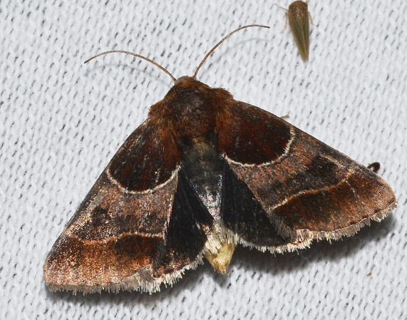 Arcigera Flower Moth - Pestipedia