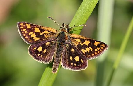 Artic Skipper - Pestipedia