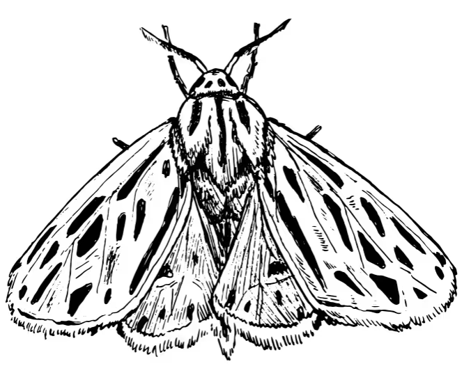 Arge Moth