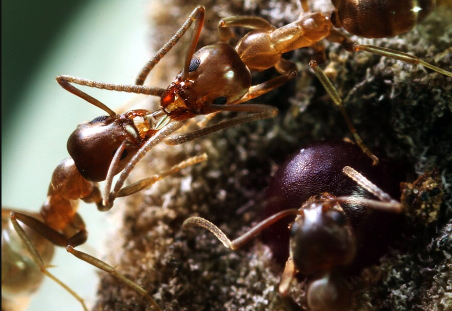 Argentine Ants