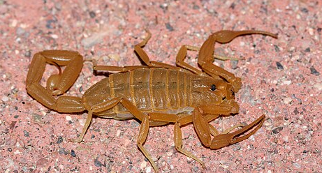 Arizona Bark Scorpion