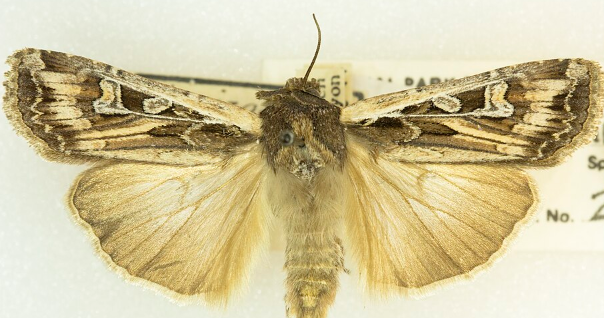 Army Cutworm Mot - Pestipedia