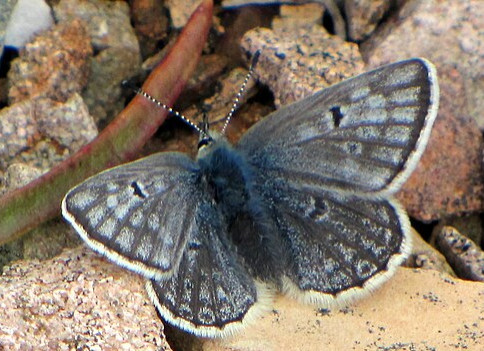 Artic Blue Butterfly - Pestipedia
